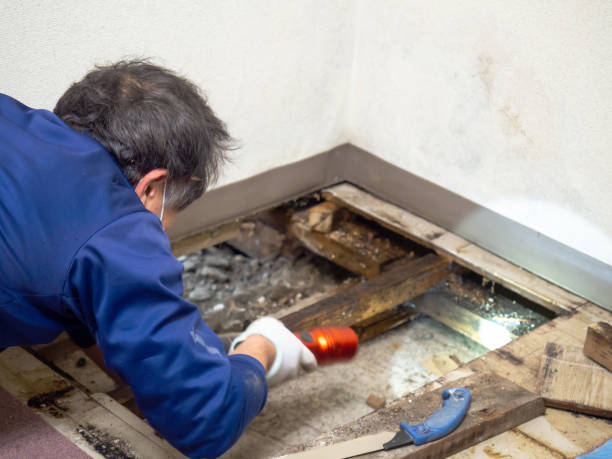 Best Toxic Mold Removal  in Port Labelle, FL