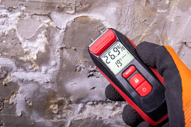 Best Mold Testing and Removal  in Port Labelle, FL