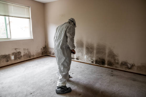 Best Attic Mold Removal  in Port Labelle, FL